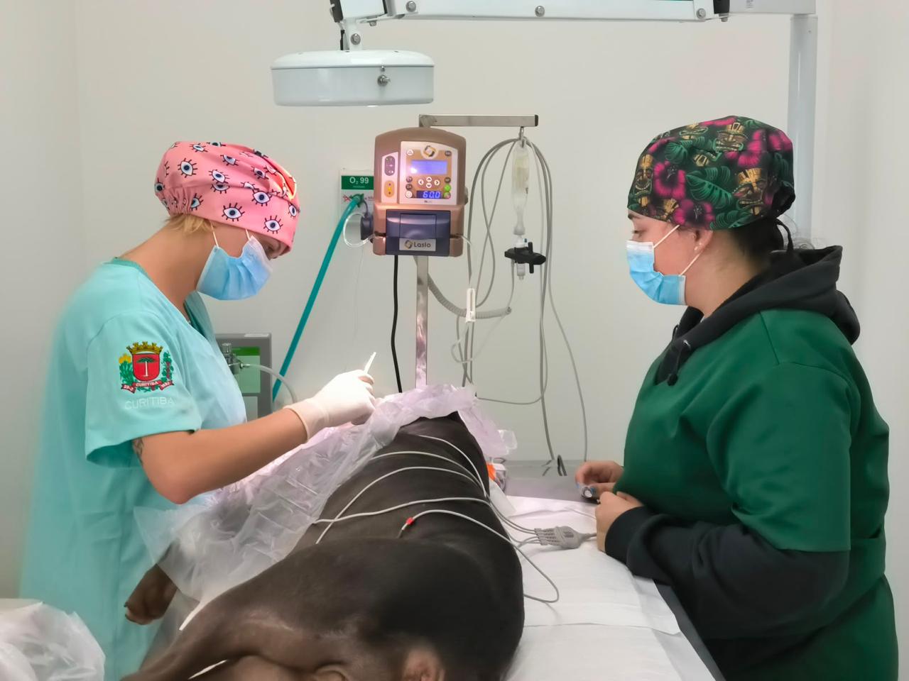Cirurgia veterinária de castração sendo realizada no Hospital Veterinário Municipal de Curitiba